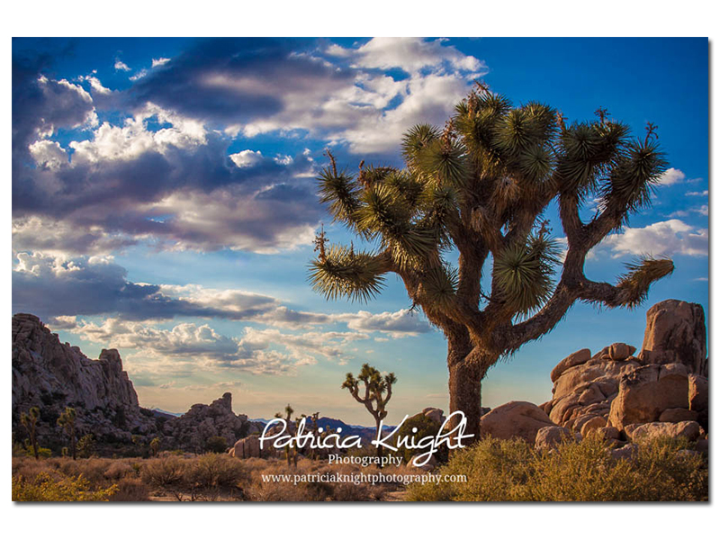 Joshua Tree in Hidden Valley in JTNP by Patricia Knight Photography