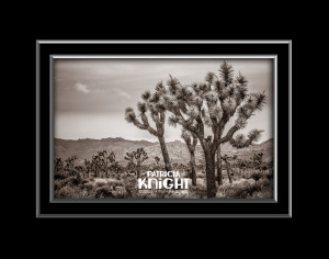 Boy Scout Trail Joshua Trees 11x14 double mat